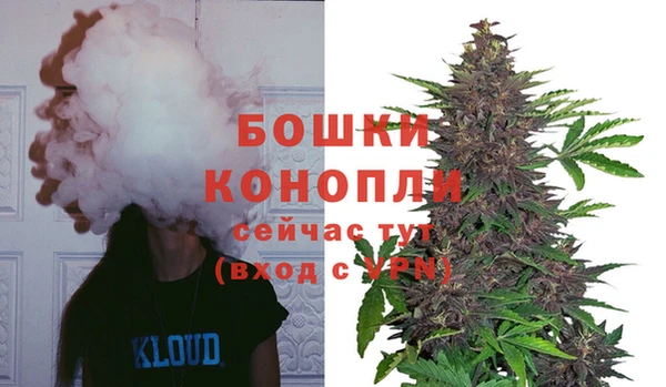 сатива Новодвинск